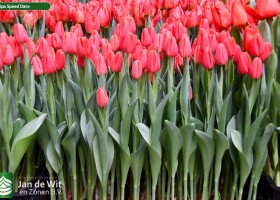 Tulipa Speed Date (1)